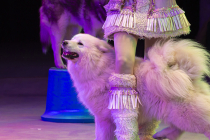 Spectacle avec des animaux (chiens ou chats) pour Arbre de Noël !