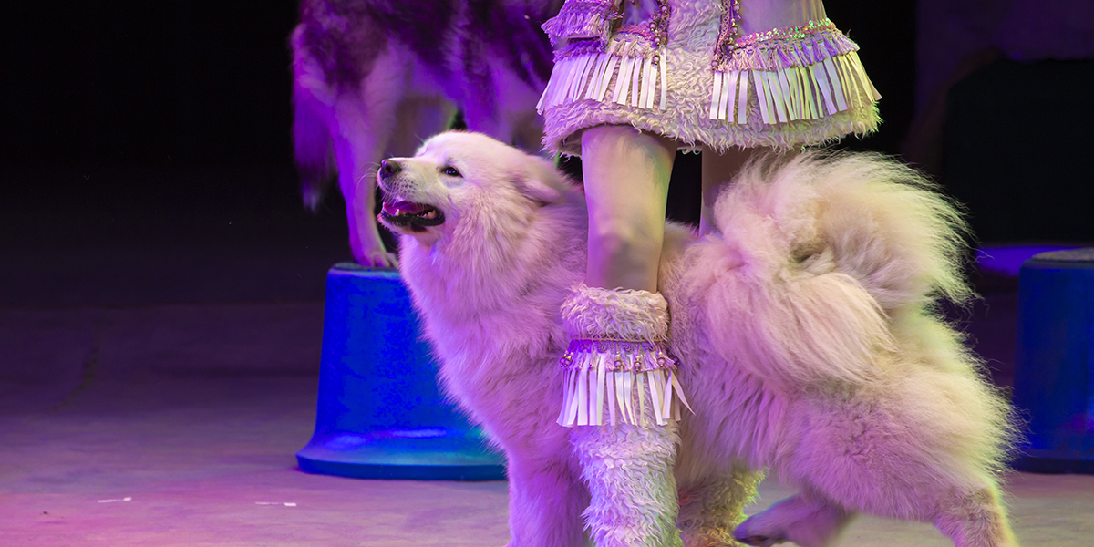 Spectacle avec des animaux (chiens ou chats) pour Arbre de Noël !